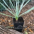 thumbnail image 4 of Silver Yucca - 3 Live Plants in 4 Inch Growers Pots - Starter Plant - Yucca Rostrata - Extremely Rare Outdoor Ornamental Slow Growing Evergreen Tree, 4 of 5