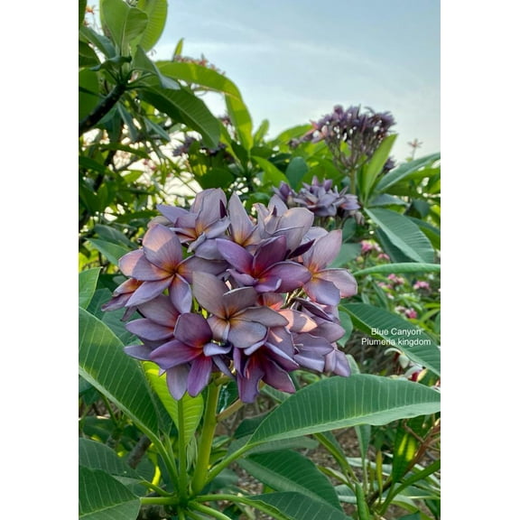 10 "Blue Canyon" Plumeria Seeds Plants Flower Flowers Perennial Seed Tree P-6