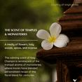 thumbnail image 5 of Nag Champa Essential Oil Diffuser Blend by Aromafume, 5 of 8