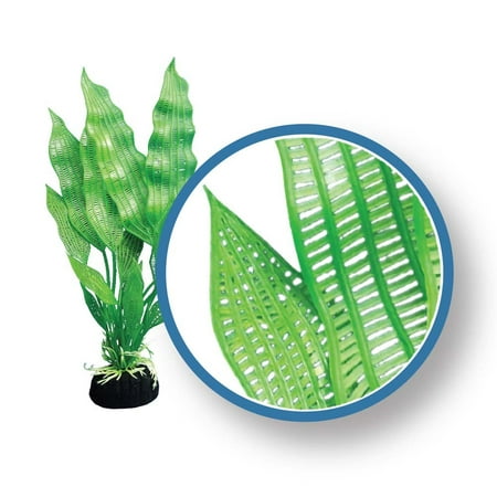 Weco Products Freshwater Pro Series Madagascar Lace Premium Aquatic Plants 12 (Best Freshwater Refugium Plants)