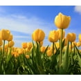 thumbnail image 2 of TomorrowSeeds - Yellow Triumph Dutch Tulip Bulbs - 25 Bulbs - For 2026 Planting Dutch Grown Tulips, 2 of 9