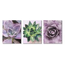 Purple Sprouting Succulents Close Up Botanical & Floral Graphic Art Gallery Wrapped Canvas Print Wall Art, Set of 3