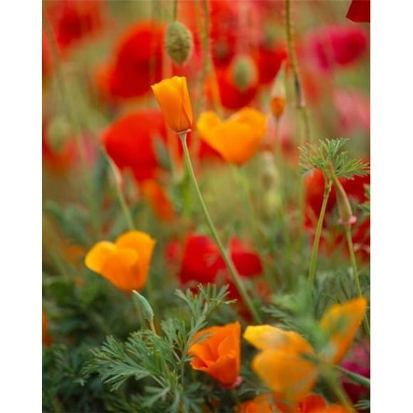 Panoramic Images PPI99491 California Golden Poppies & Corn Poppies Washington State Poster Print by Panoramic Images, 12 x 16