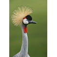 thumbnail image 2 of Jones, Adam 17x24 Black Ornate Wood Framed with Double Matting Museum Art Print Titled - African crowned crane, 2 of 4