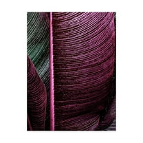 Trademark Fine Art 'Close up VIII' Canvas Art by Incado