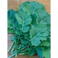 thumbnail image 2 of Burpee-Kale, Premier Seed Packet, 2 of 5