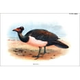 thumbnail image 1 of 24"x36" Gallery Poster, Maleo bird indonesia 1896 from lloyds history of game birds, 1 of 1