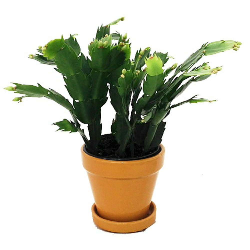 Hirt's Yellow Christmas Cactus Plant Zygocactus 4" Glazed Ceramic