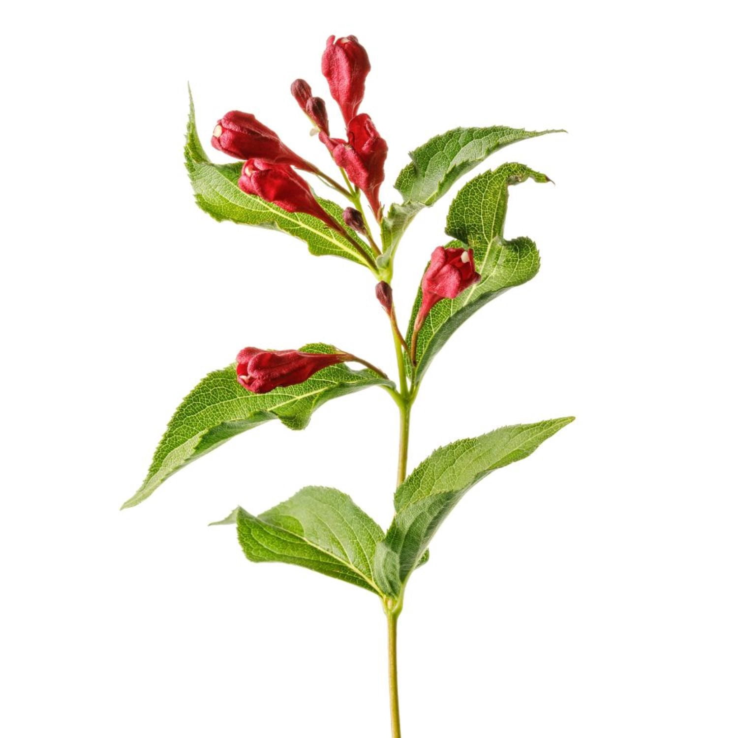 Proven Winners ColorChoice 6" Sonic Bloom Red Reblooming Weigela Live Plant in 7.5" Pot