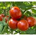 thumbnail image 7 of Earthcare Seeds - Tomato Big Beef 25 Seeds - Indeterminate Beefsteak (Solanum Lycopersicum) Heirloom - Open Pollinated, 7 of 7