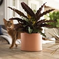 thumbnail image 2 of Bloem Mathers 8" Plastic Planter - Modern Indoor Pot with Drainage Hole and Saucer Tray, Muted Terra Cotta, 2 of 6