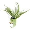 thumbnail image 2 of ragnaroc Live Air Plant - Tillandsia Xerographica Pups, Jumbo +6” - 2 ct - Ideal for Gifts & Presents, Live Indoor Plants & Live House-Plants – Live Plants for Home décor, 2 of 5