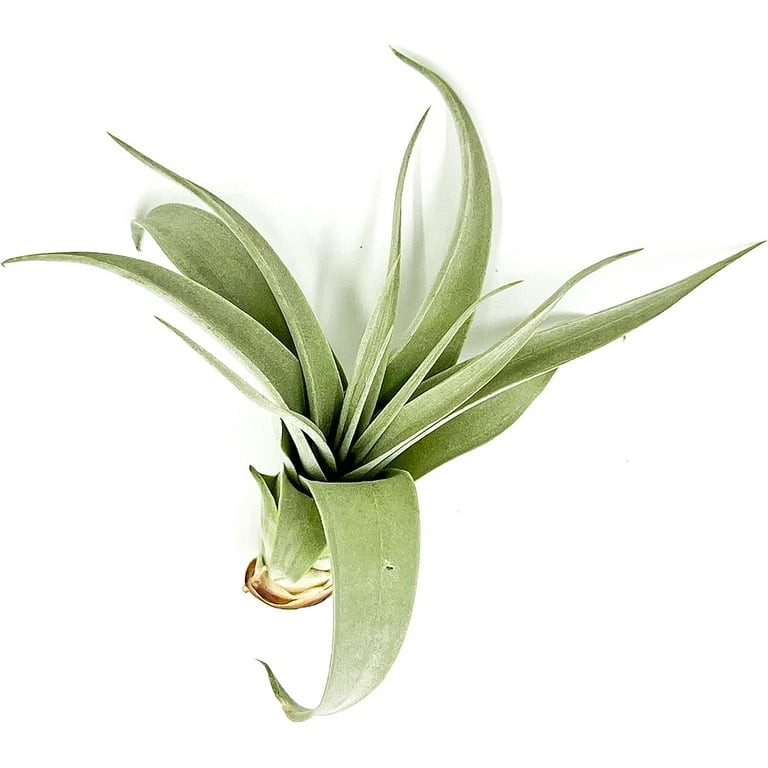 money tree lynnwood wa Braided Money Tree – Local Delivery in Portland