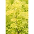 thumbnail image 3 of Murdock, Ramona 13x18 Black Modern Framed Museum Art Print Titled - Spring Leaves III, 3 of 5