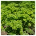 thumbnail image 2 of Everwilde Farms - 1/4 lb Organic Moss Curled Parsley Seeds - Gold Vault Bulk Seed Packet, 2 of 3