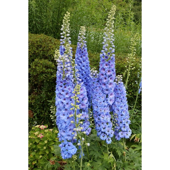350 Blue with Pink ROCKET LARKSPUR DELPHINIUM Consolida Ajacis Seeds