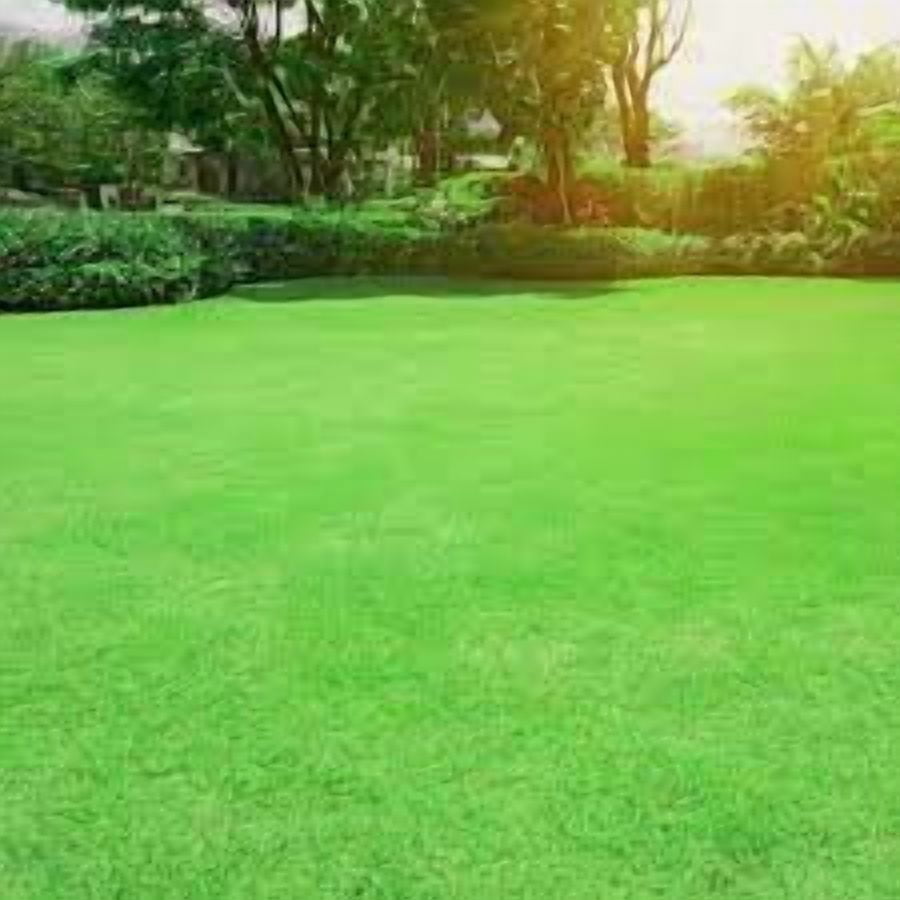 Legendary Blackjack Bermuda Grass Seed - 25 Lbs.