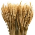 thumbnail image 2 of Wheat Stalks, 100Pcs Natural Ear of Wheat Grain Flowers for, 2 of 8