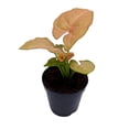 thumbnail image 3 of Neon Pink Syngonium, 2 inch Arrow Head Vine Vining Indoor Plant, 3 of 8