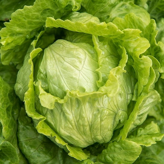 Crisphead Iceberg Lettuce Seeds - 200 Count Seed Pack - Non-GMO - A Staple in The Kitchen with Firm Heads and Crisp Leaves. - Country Creek LLC