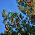 thumbnail image 2 of Brighter Blooms - Eastern White Pine Tree, 2-3 ft. - No Shipping To AK, AZ, CA, HI, MT, OR, WI, 2 of 5