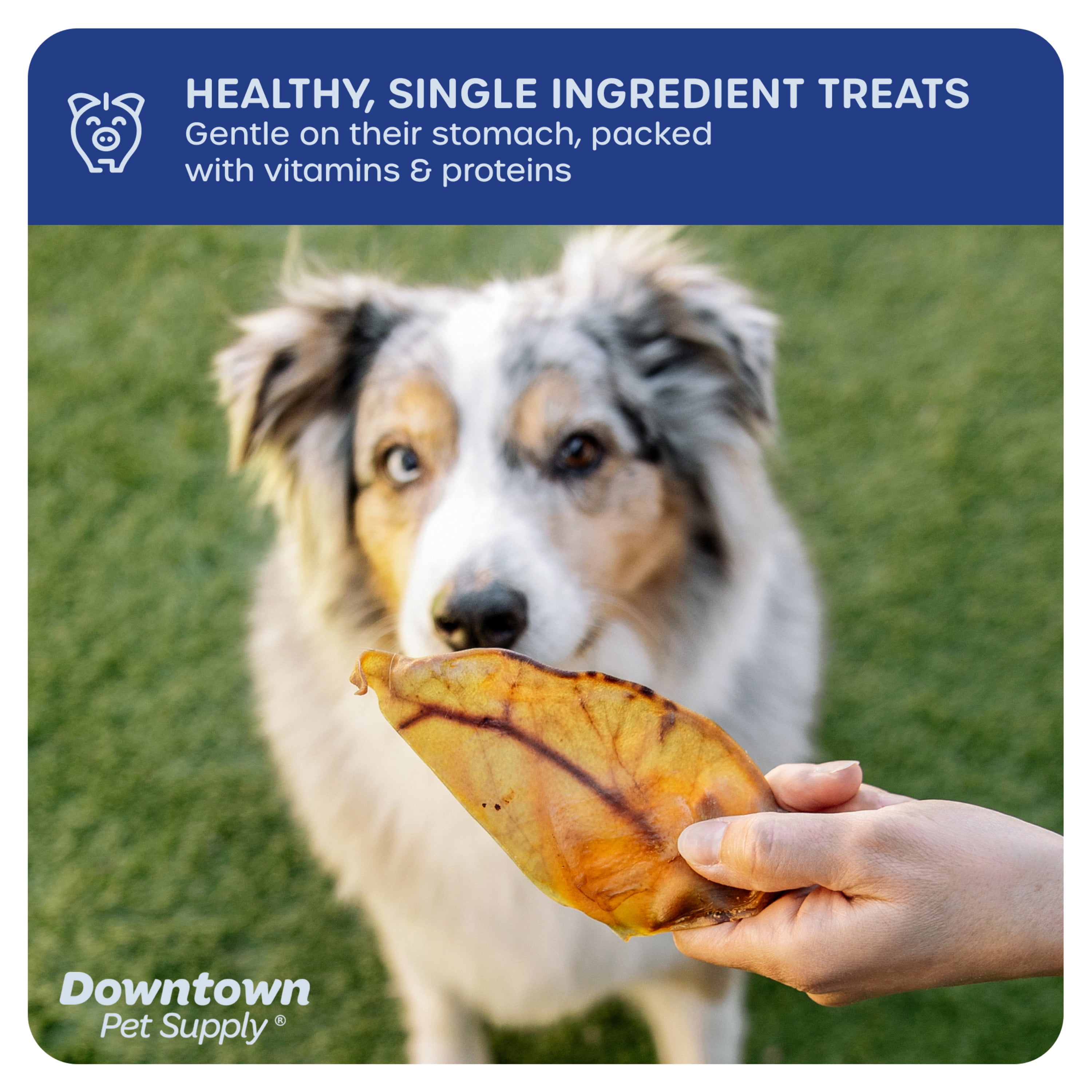 SnackOMio Premium Dog Snack, Crispy Pig Ears, Grain-Free, Pack of 1 (1 x  250 g) : : Pet Supplies