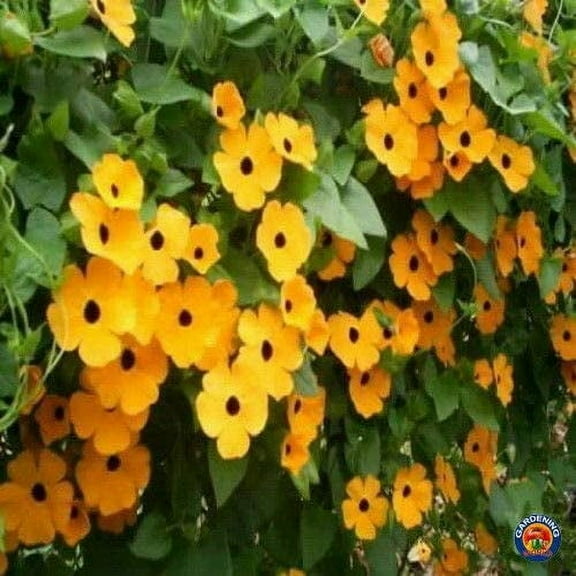 100 Black Eyed Susan Vine Seeds for Planting | Exotic Garden Flowers | Made in USA, Ships from Iowa.