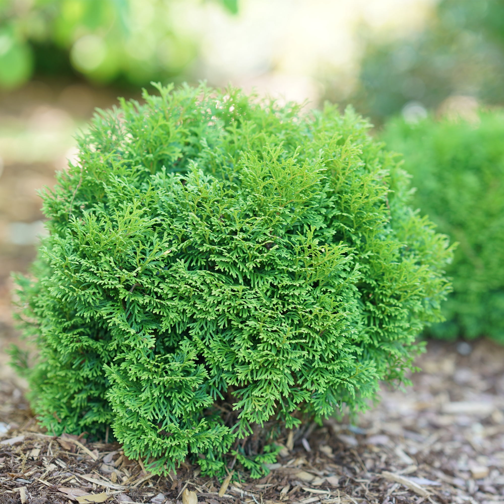 Proven Winners ColorChoice Tater Tot Arborvitae Live Shrub (2 Gallon)