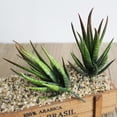 thumbnail image 3 of Cheers 1Pc Artificial Aloes Simulation Plants Bonsai Tabletop Hotel Home DIY Decoration, 3 of 7