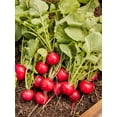 thumbnail image 4 of Burpee Organic German Giant Radish Vegetable Seed,  Annual Lifecycle, Full Sun, 4 of 6