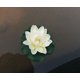 thumbnail image 3 of Wabjtam 5 Pieces Floating Artificial Lotus Decoration Floating Pond Decoration Water Lily Home Decor, 3 of 5