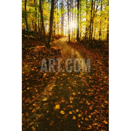 Sunlight Path in A Fall Forest Print Wall Art By SHS (Best Shs In Africa)