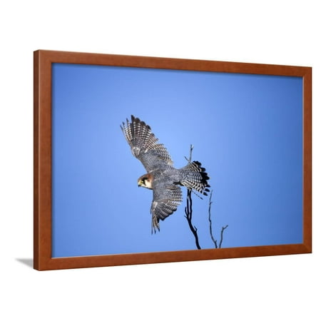 Rednecked Falcon South Africa Framed Print Wall Art By Richard Du Toit Walmartcom