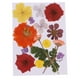 thumbnail image 1 of Flores secas prensadas reales Soledad para decoración de álbum de recortes manualidades, 1 of 10
