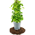 thumbnail image 2 of ⭐ Premium Pothos Potting Soil Mix - Air Cleaning Plant Potting Mix, Soil Mix for Pothos, Parlor Palm, Peace Lily - (3 Quart Bag), 2 of 5