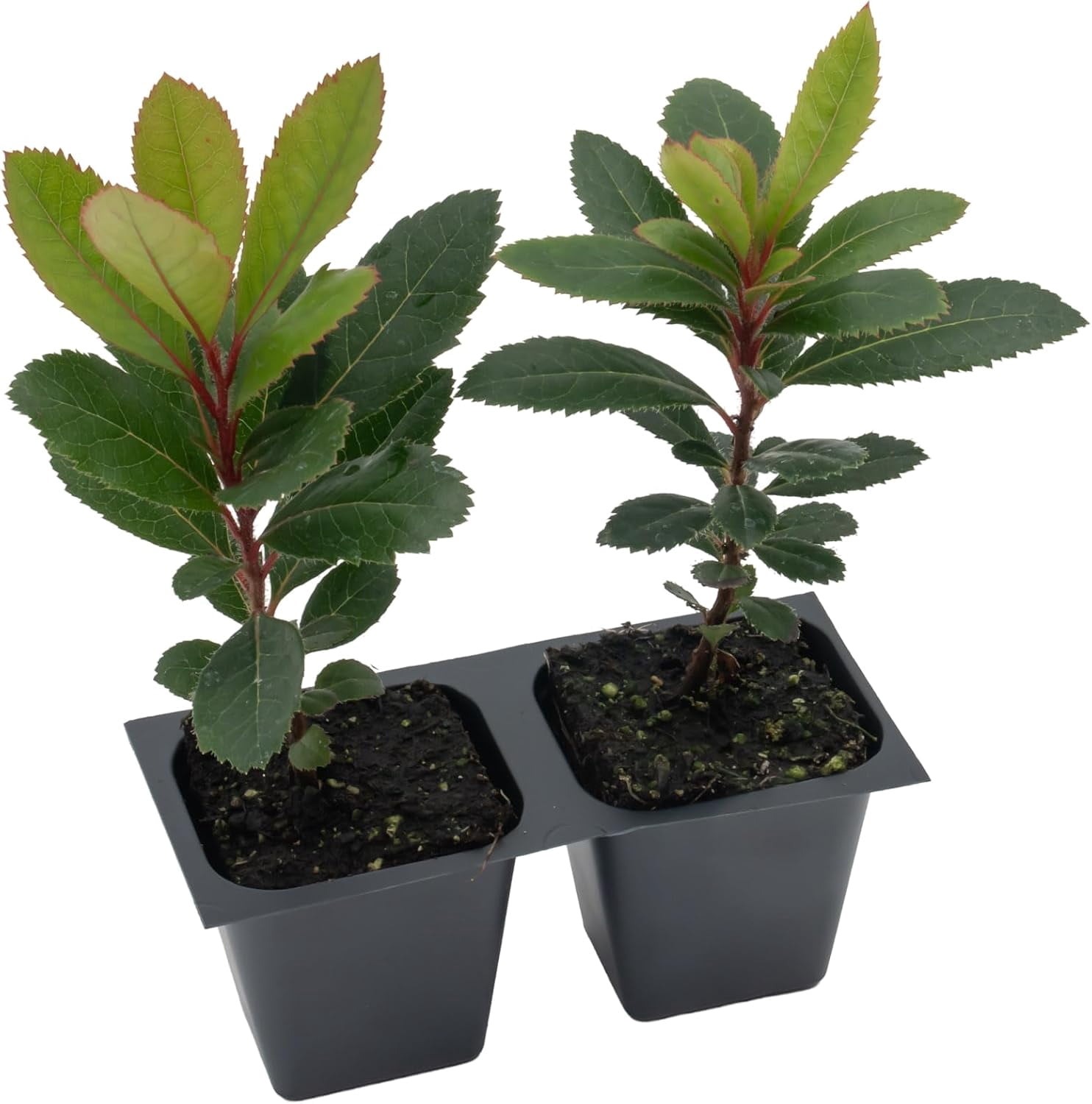 2 Arbutus Unedo - Live Strawberry Tree Plants  – Sweet Resilient Beauty, Thriving in 2.5" Nursery Cubes
