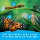 thumbnail image 3 of Kit de cultivo de mariposas National Geographic con 5 orugas, 3 of 5
