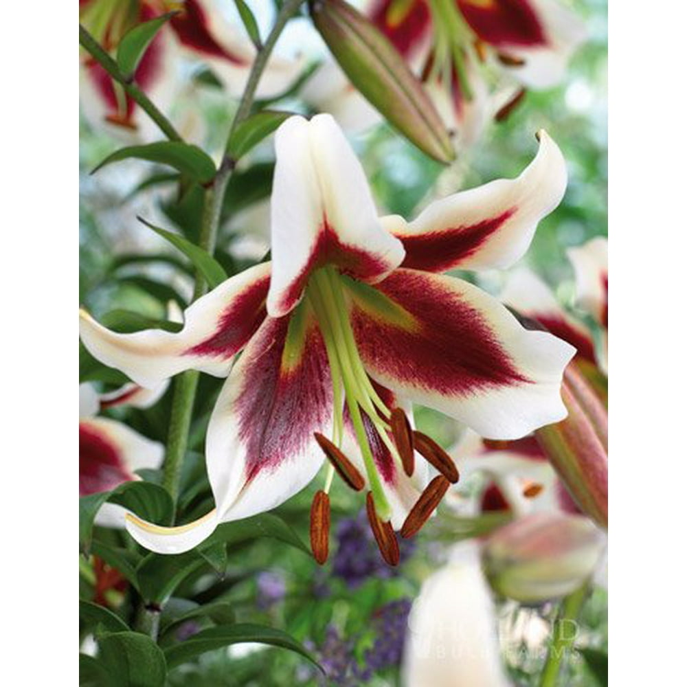 Beverly Dreams Orienpet Lily 3 Bulbs Per Package