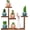 5 Tiers Desktop Plant Stand, variant on Desktop  Stand Indoor Small Windowsill Flower Shelf Tabletop  Shelf Holder Display Rack for Succulent  in  Room Office