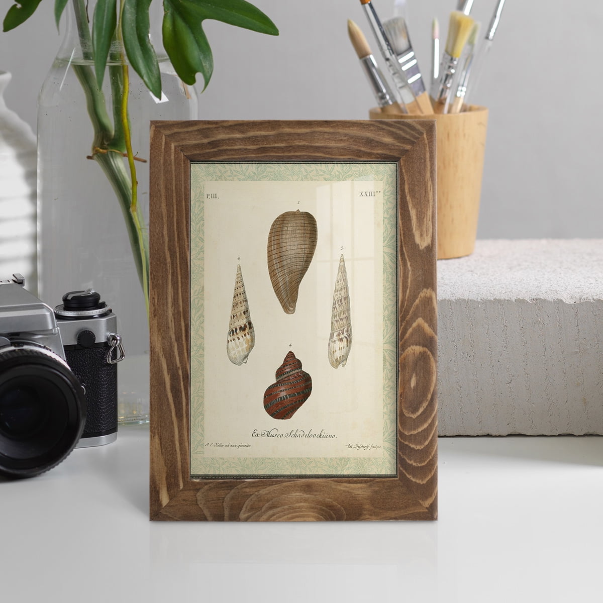 Bookplate Shells V - Framed Print w/glass - Walnut