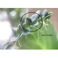 thumbnail image 5 of 4 Mother of Thousands Live Plants - Kalanchoe daigremontiana - Mexican Hat Plant, Succulent Live Plants - Great Indoor Plant (4 Pack of Plants), 5 of 7