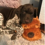 Snuggle Puppy, Brown Mutt
