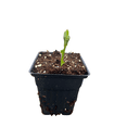 thumbnail image 2 of Flemings New Old Yella Perennial Hibiscus Plant - 4" Pot - New, 2 of 3