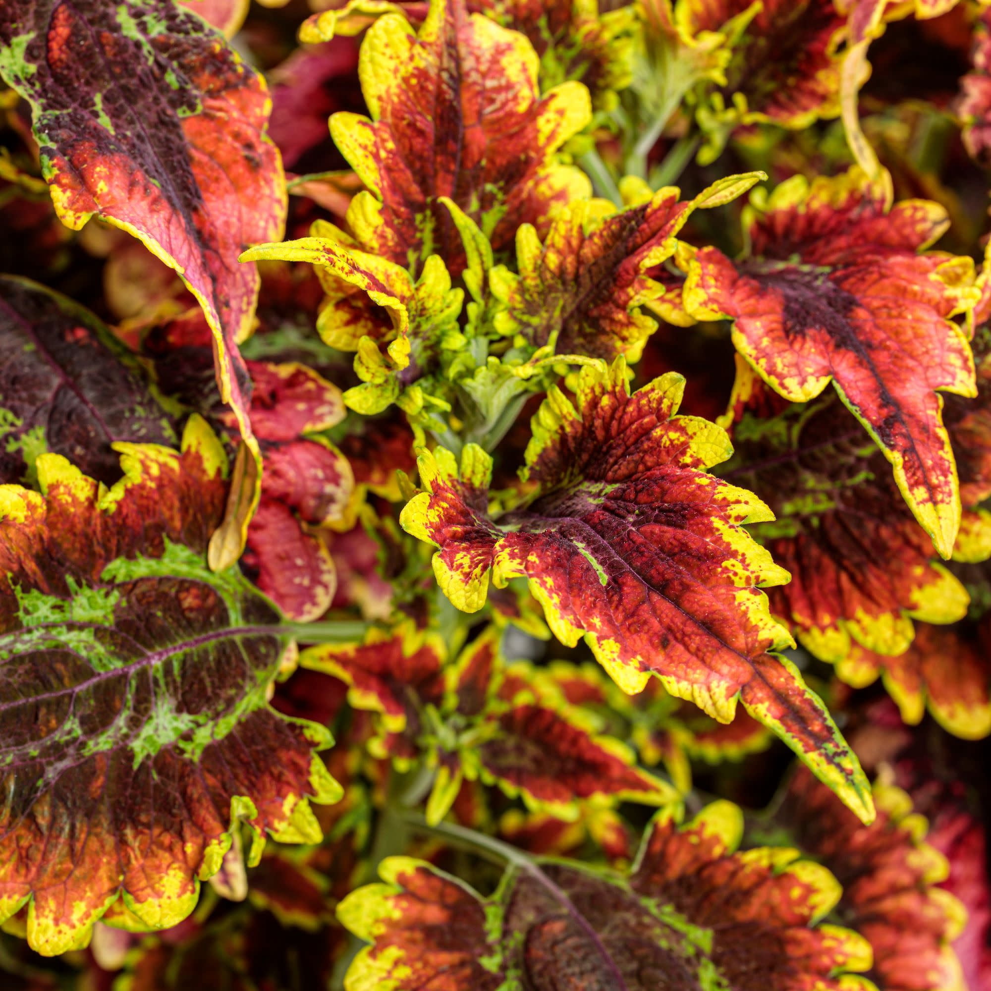 Proven Winners 4" Red ColorBlaze El Brighto Coleus Live Plant in 4.25" Pot (4 Count)