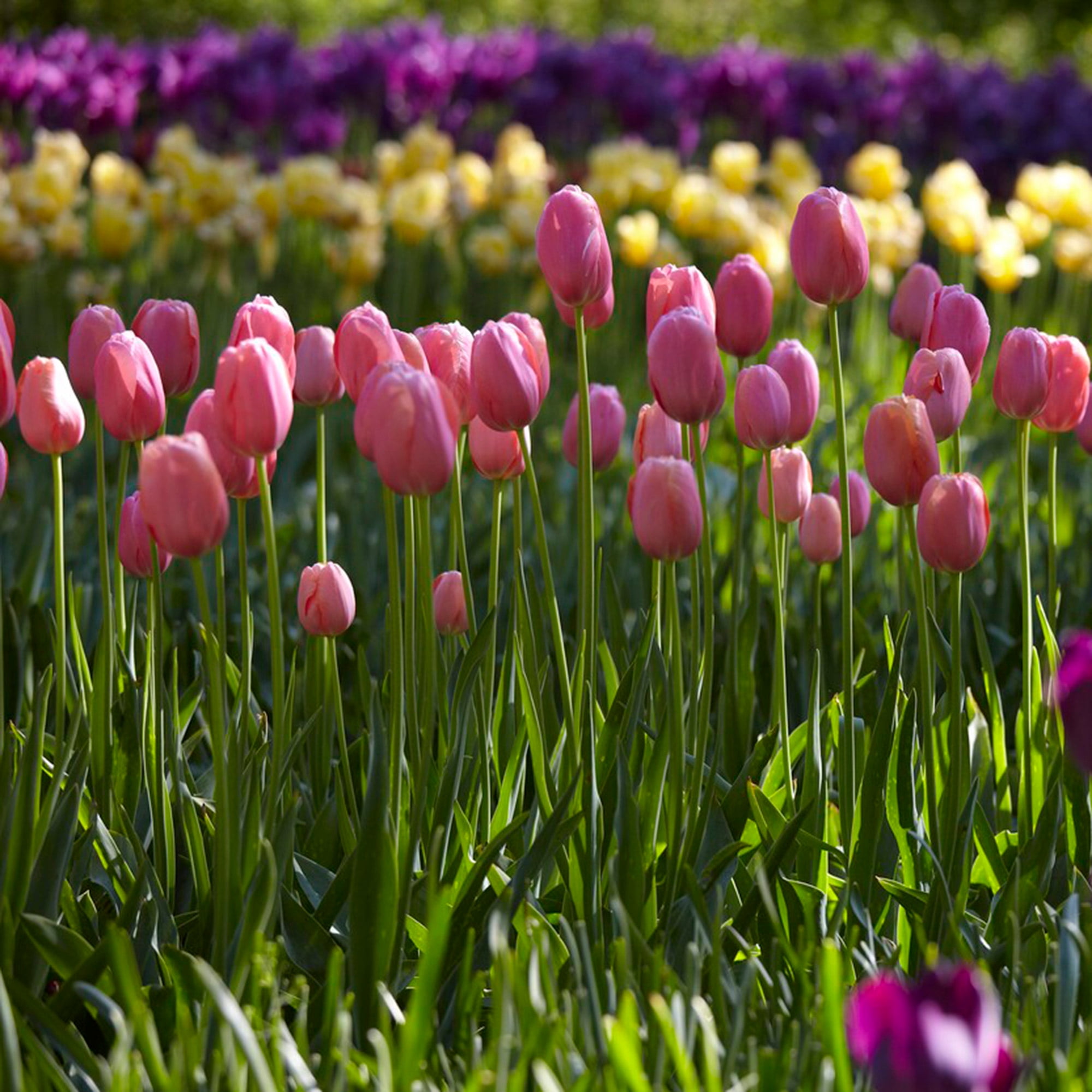 Garden State Bulb Single Late Pink Menton Tulip Flower Bulbs, 12/+ cm (Bag of 25)