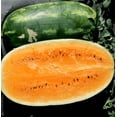 thumbnail image 2 of TomorrowSeeds - Tendersweet Orange Watermelon Seeds - 20+ Count - For 2025 Planting Non-GMO Heirloom, 2 of 11