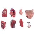 thumbnail image 3 of 2 Pedazos Modelo De Torso Estructura De Cerebro Viscera Suministro De Laboratorio 28cm, 3 of 9