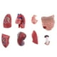 thumbnail image 3 of 2 juegos educativos torso vísceras 28 cm cuerpo cerebro conjunto modelo adorno de laboratorio, 3 of 9