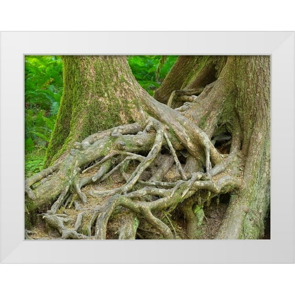 Wild, Jamie and Judy 14x12 White Modern Wood Framed Museum Art Print Titled - Washington State-Olympic National Park-Hoh Rain Forest-Hall of Mosses-intertwined tree roots