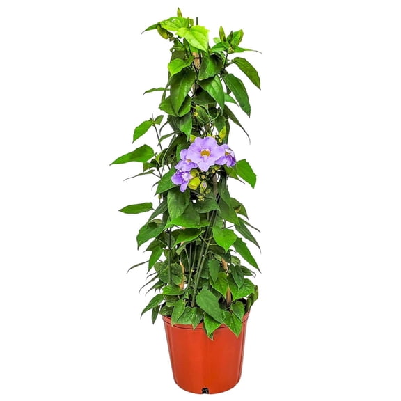 Tropical Plants of Florida 36" Sky Vine Thunbergia Plant on a Starter Trellis; Full Sun, Purple Flower Vine